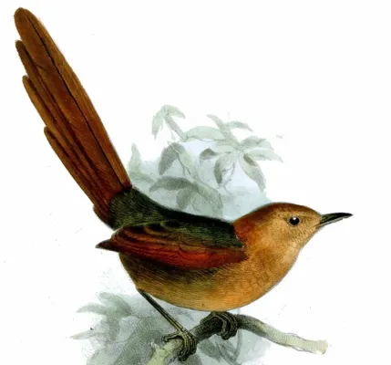 File:Synallaxis fuscorufa.jpg