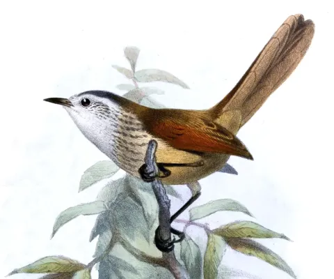 File:Synallaxis stictothorax.jpg