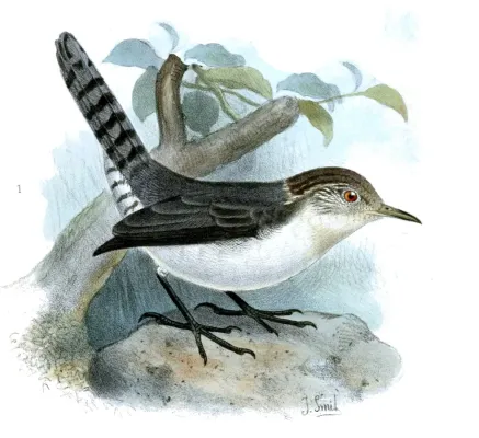 File:Odontorchilus branickii.jpg