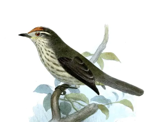 File:Xenerpestes singularis.jpg