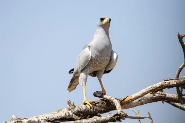 File:Eastern (pale) chanting goshawk (Melierax poliopterus).jpg
