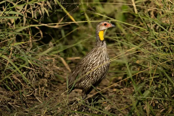 File:Yellow-necked francolin (Pternistis leucoscepus), Kenya.jpg