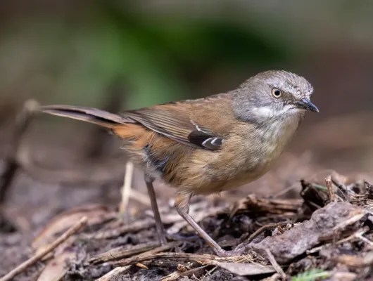 File:Weißbrauensericornis (Sericornis frontalis), Weibchen.jpg
