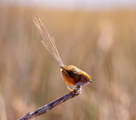 File:Rotstirn-Borstenschwanz (Stipiturus malachurus), Männchen.jpg