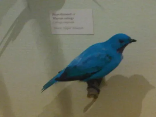 File:Cotinga maynana 2.jpg