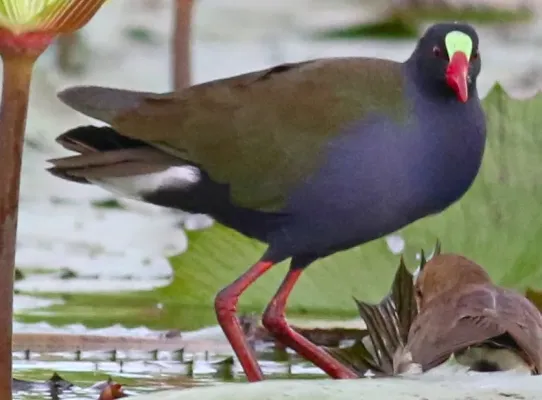 File:Porphyrio alleni.jpg