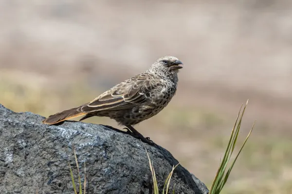 File:Rufous-tailed weaver (Histurgops ruficauda).jpg