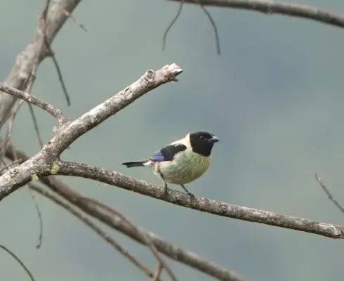 File:Stilpnia cyanoptera 283402621.jpg