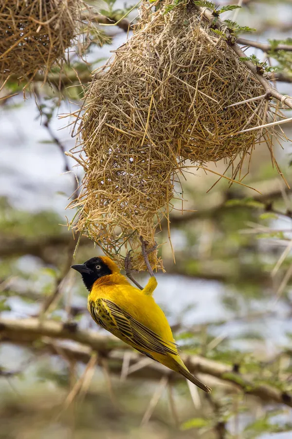 File:Lesser masked weaver (Ploceus intermedius).jpg