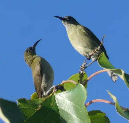 File:Lichmera lombokia 332751652.jpg