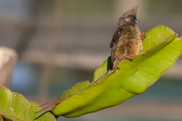 File:Speckled mousebird (Colius striatus).jpg