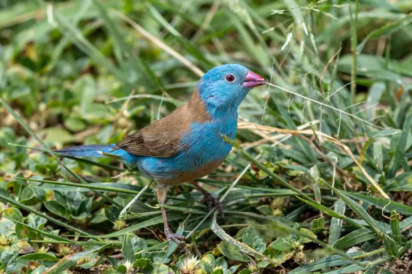 File:Blue-capped cordonbleu (Uraeginthus cyanocephalus), Serengeti, Tanzania.jpg