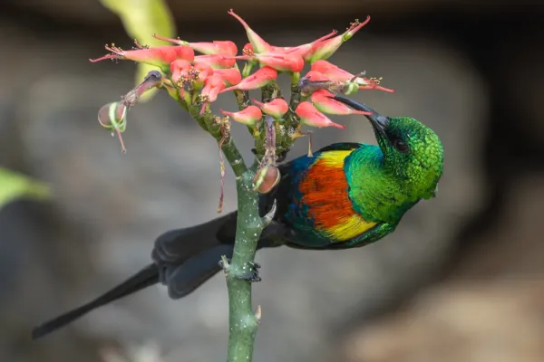 File:Beautiful sunbird (Cinnyris pulchellus).jpg