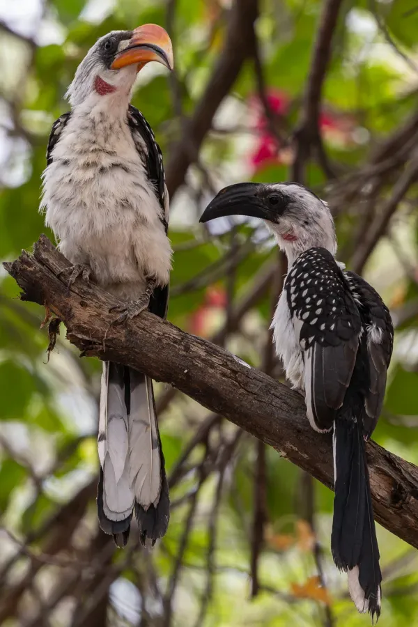 File:Jackson's hornbill (Tockus jacksoni).jpg