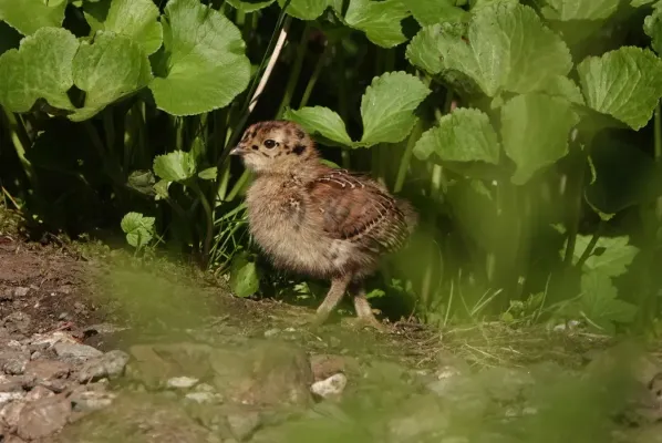 File:Küstengebirgshuhn (Dendragapus fuliginosus), Küken.jpg