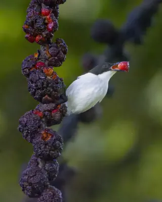 File:Buzzing Flowerpecker (Dicaeum hypoleucum).jpg