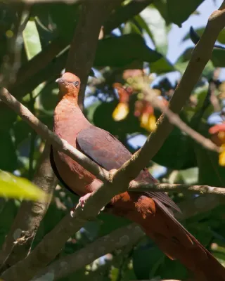 File:Philippine Cuckoo-Dove (Macropygia tenuirostris).jpg