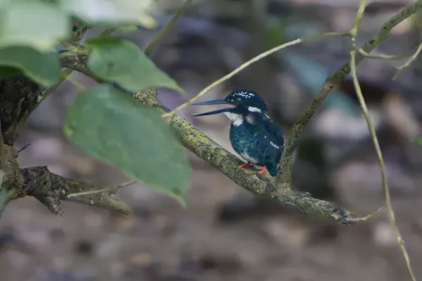 File:Northern Silvery Kingfisher (Ceyx flumenicola).jpg