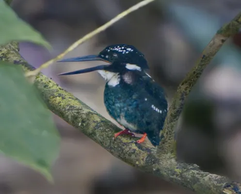 File:Northern Silvery Kingfisher (Ceyx flumenicola) (cropped).jpg