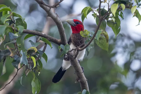File:Brown-breasted barbet (Pogonornis melanopterus).jpg