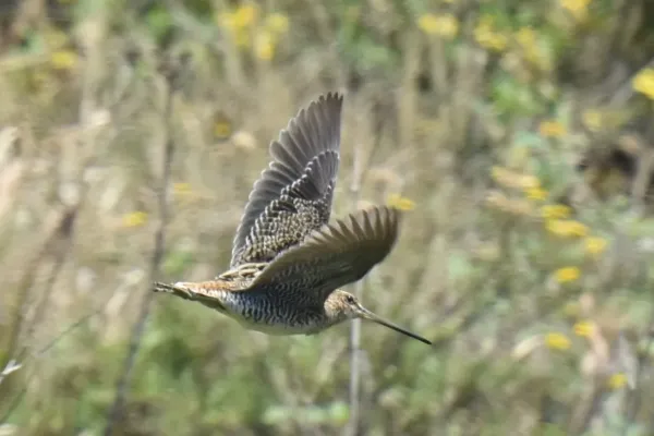 File:Gallinago macrodactyla 455072712.jpg