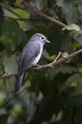 File:White-eyed slaty flycatcher (Melaenornis fischeri).jpg