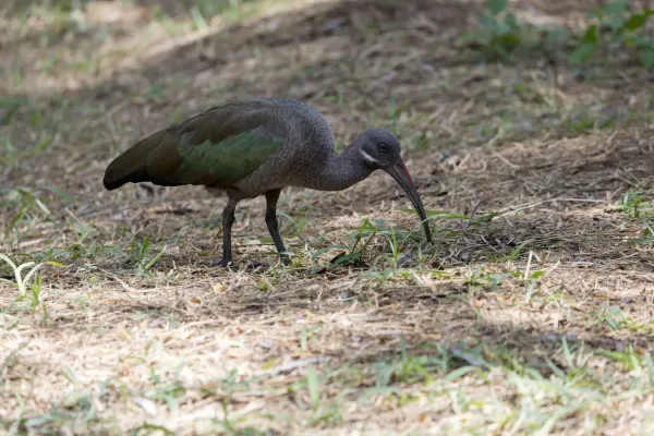 File:Hadada ibis (Bostrychia hagedash), Kenya.jpg