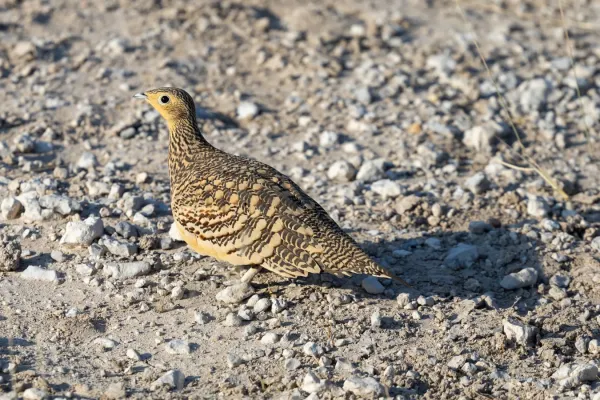 File:Chestnut-bellied sandgrouse (Pterocles exustus), Kenya.jpg