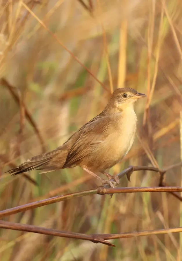 File:Broad-tailed grassbird (Schoenicola platyurus).jpg