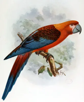 File:Ara tricolor.jpg