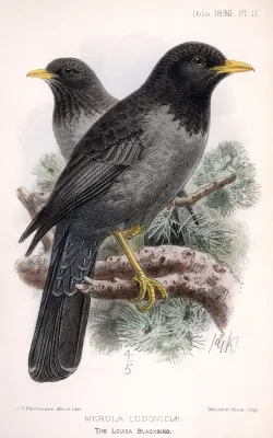 File:Turdus ludoviciae.jpg