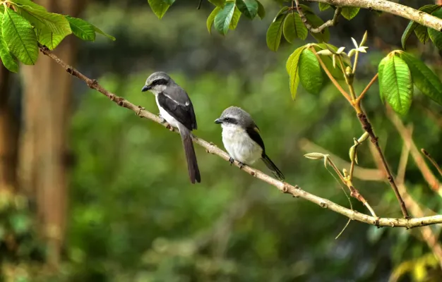 File:Mackinnonwürger (Lanius mackinnoni), Vorder- und Seitenansicht.jpg