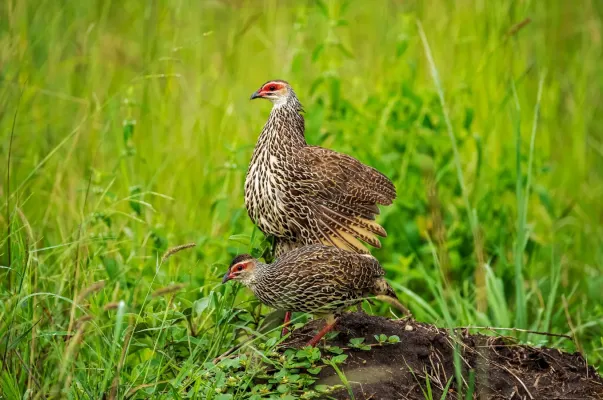 File:Clappertonfrankolin (Pternistis clappertoni), Seitenansicht.jpg