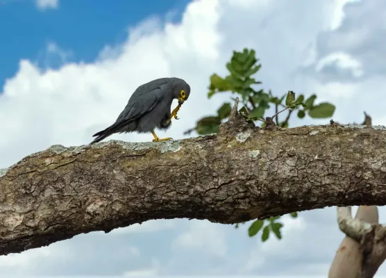 File:Graufalke (Falco ardosiaceus), Seitenansicht.jpg