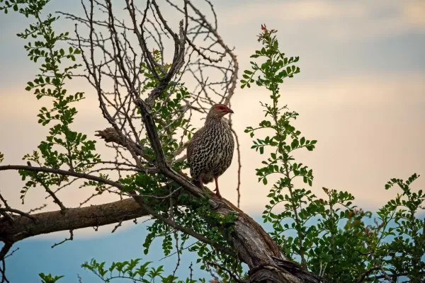 File:Clappertonfrankolin (Pternistis clappertoni), Vorderansicht.jpg
