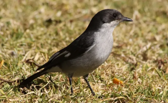 File:Sigelus silens -Pretoria National Botanical Garden, South Africa -female-8 (1).jpg