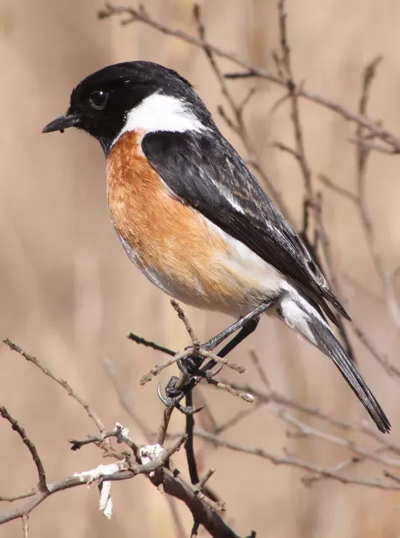 File:Saxicola torquatus -South Africa -male-8 (3).jpg