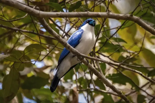 File:Blauvanga (Cyanolanius madagascarinus), Vorderansicht.jpg