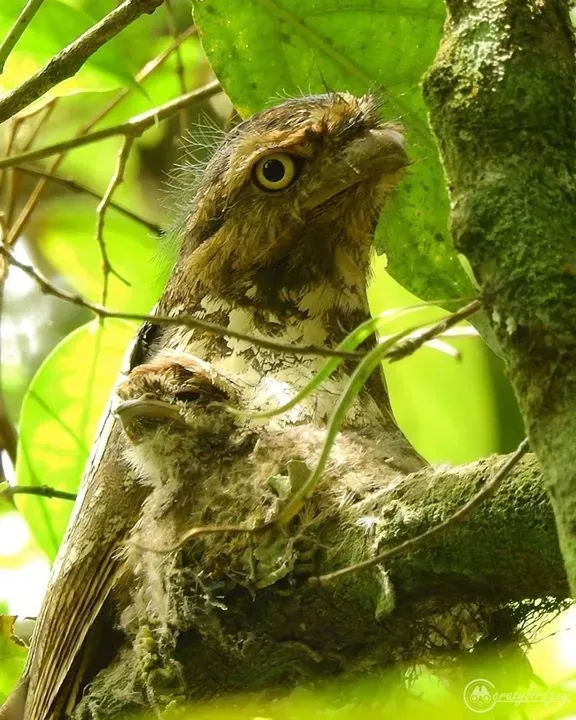 File:Batrachostomus javensis 70456905.jpg