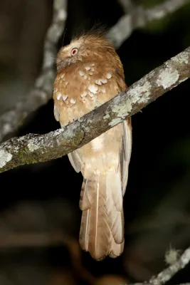 File:Batrachostomus hodgsoni 3653101.jpg