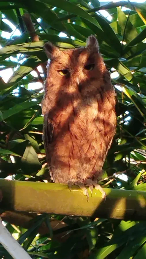 File:Otus mayottensis.jpg