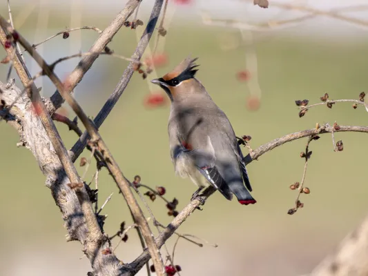File:Bombycilla japonica, Huairou District, Beijing 01.jpg