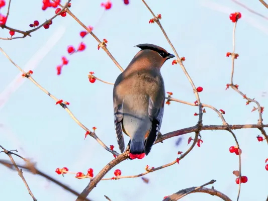 File:Bombycilla japonica, Huairou District, Beijing 04.jpg
