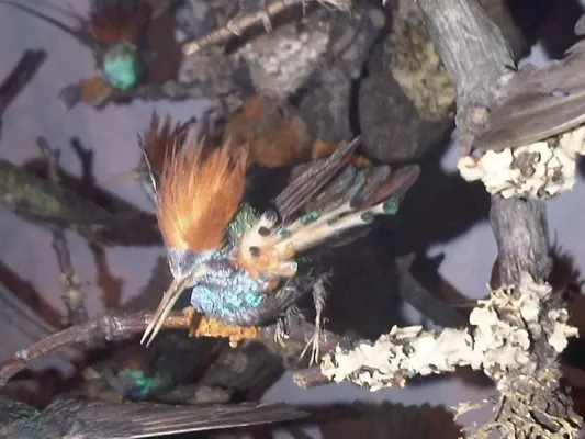 File:Lophornis ornatus - NHML 1.jpg