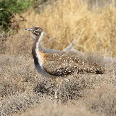 File:Neotis ludwigii 365023721.jpg
