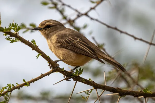 File:African grey flycatcher (Bradornis microrhynchus), Serengeti.jpg