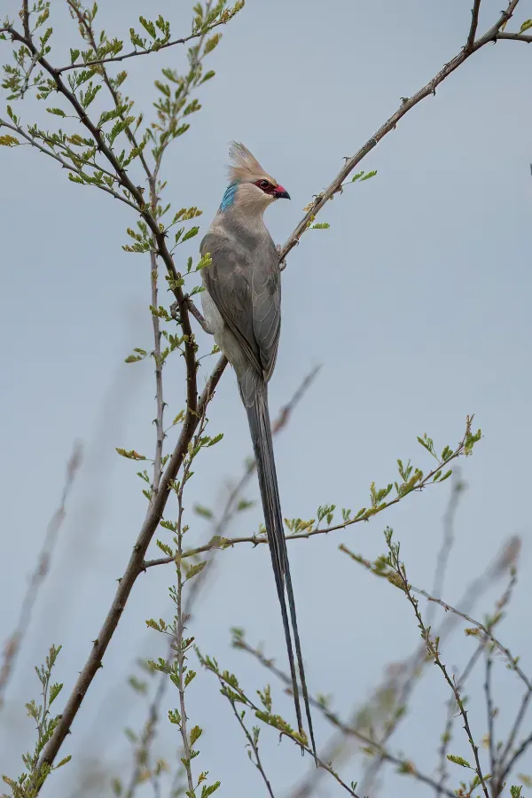 File:Blaunacken-Mausvogel (Urocolius macrourus), dorsal.jpg