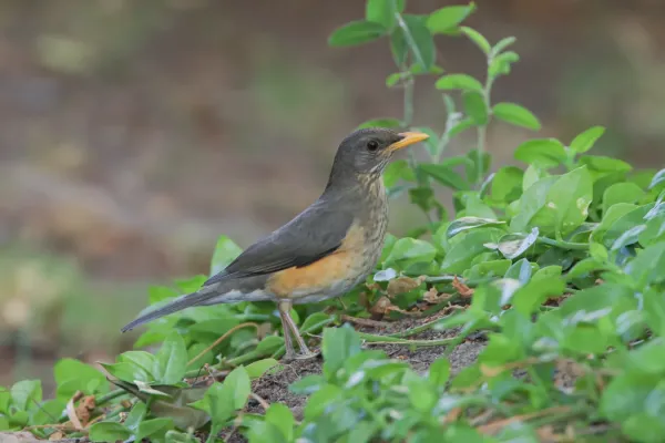 File:Turdus pelios 464494822.jpg