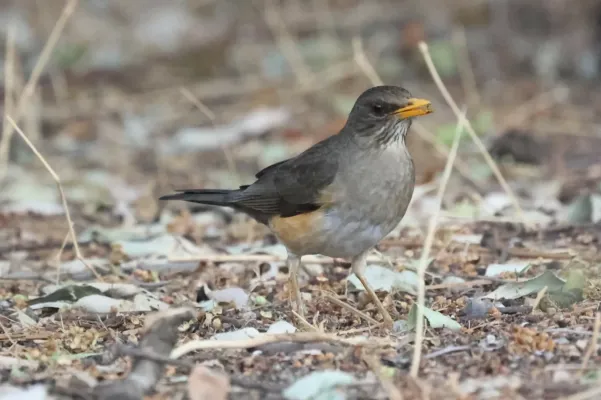File:Turdus pelios 442979400.jpg