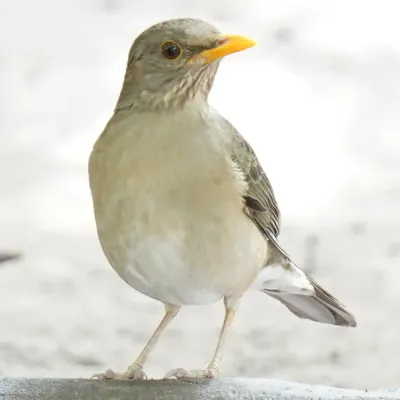File:Turdus pelios 260581633.jpg